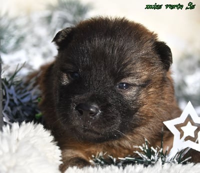 Les chiots de Eurasier