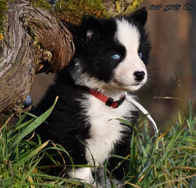 Les chiots de Laika de iakoutie