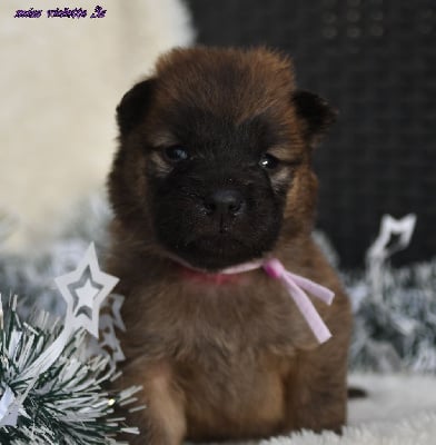 Les chiots de Eurasier