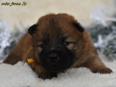 Les chiots de Eurasier