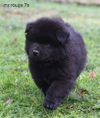 Les chiots de Eurasier