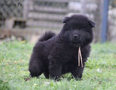Les chiots de Eurasier