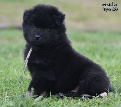 Les chiots de Eurasier