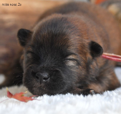 Les chiots de Eurasier