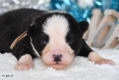 Les chiots de Laika de iakoutie
