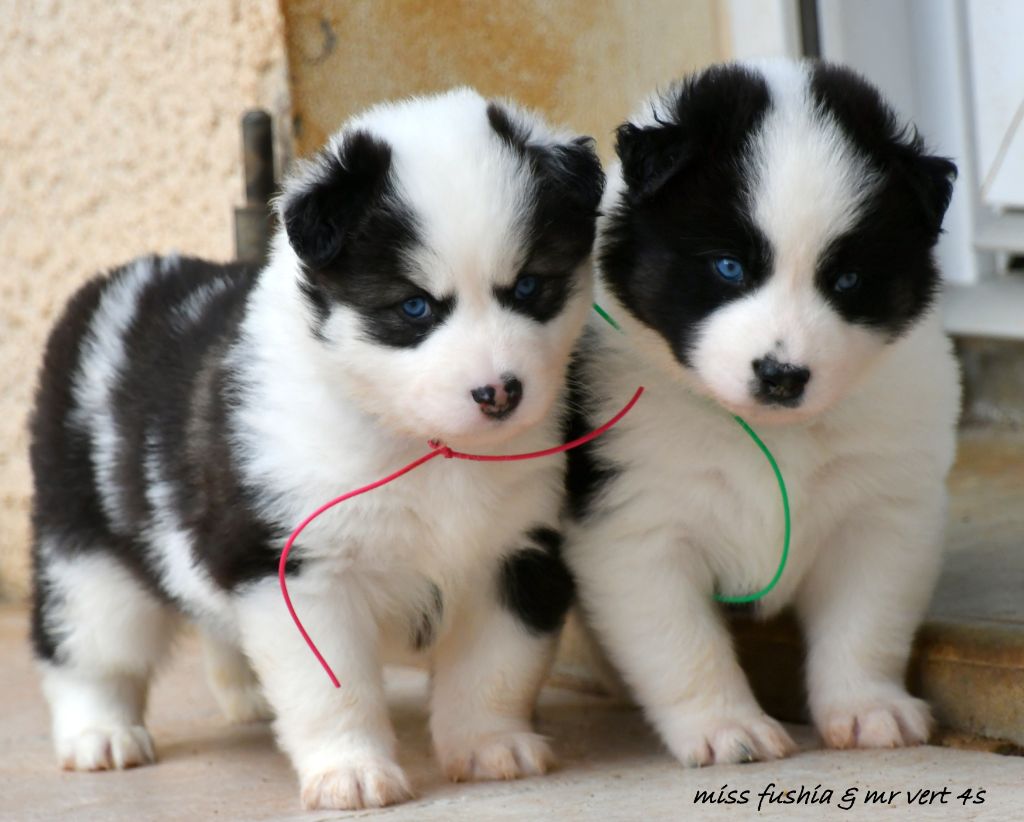 CHIOT