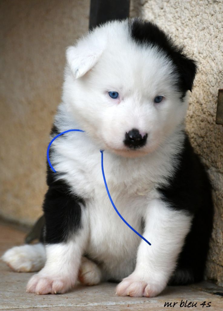 CHIOT