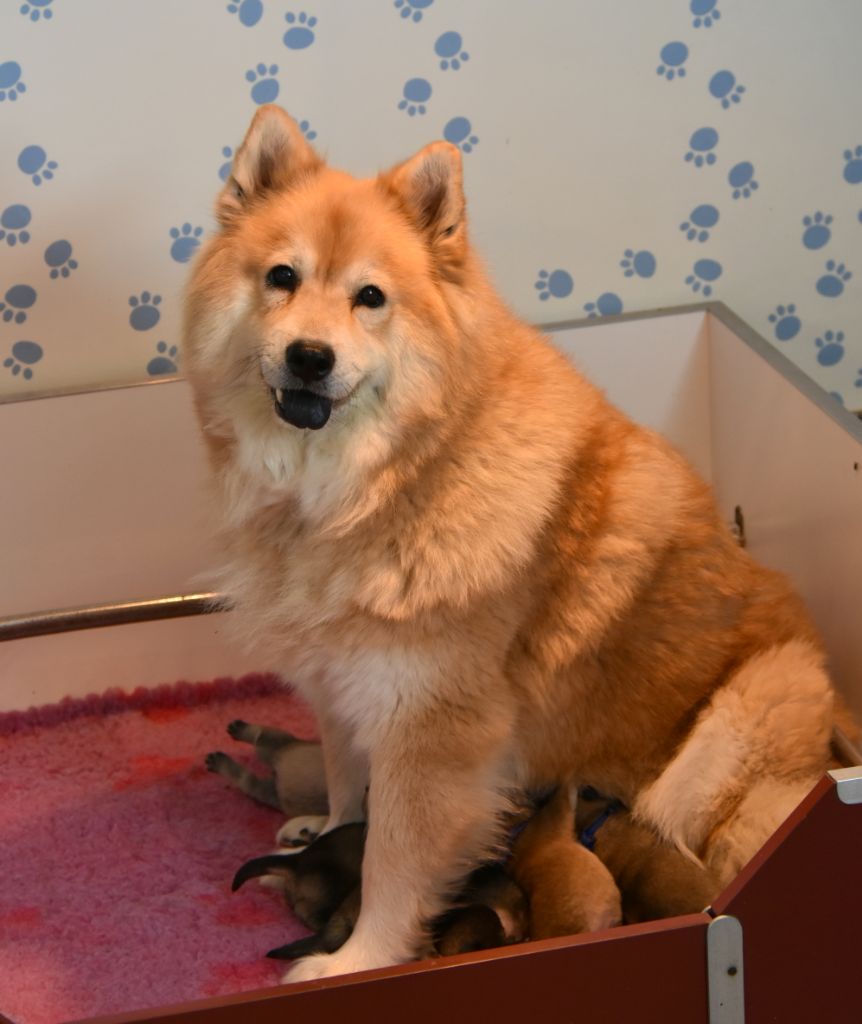des Legendes de Retz - Eurasier - Portée née le 22/09/2018