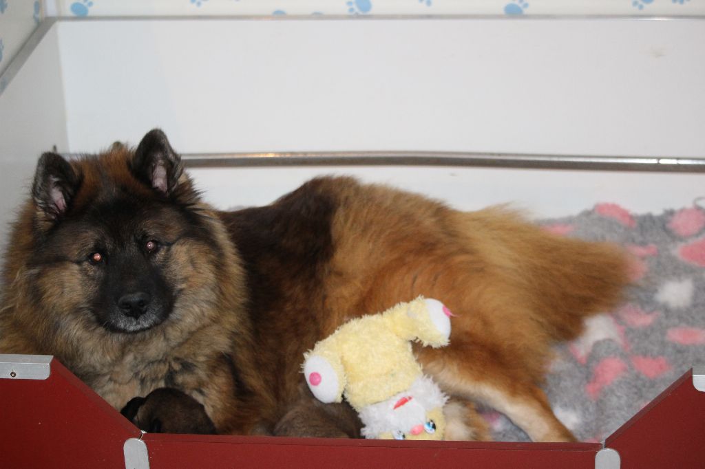 des Legendes de Retz - Eurasier - Portée née le 01/08/2018