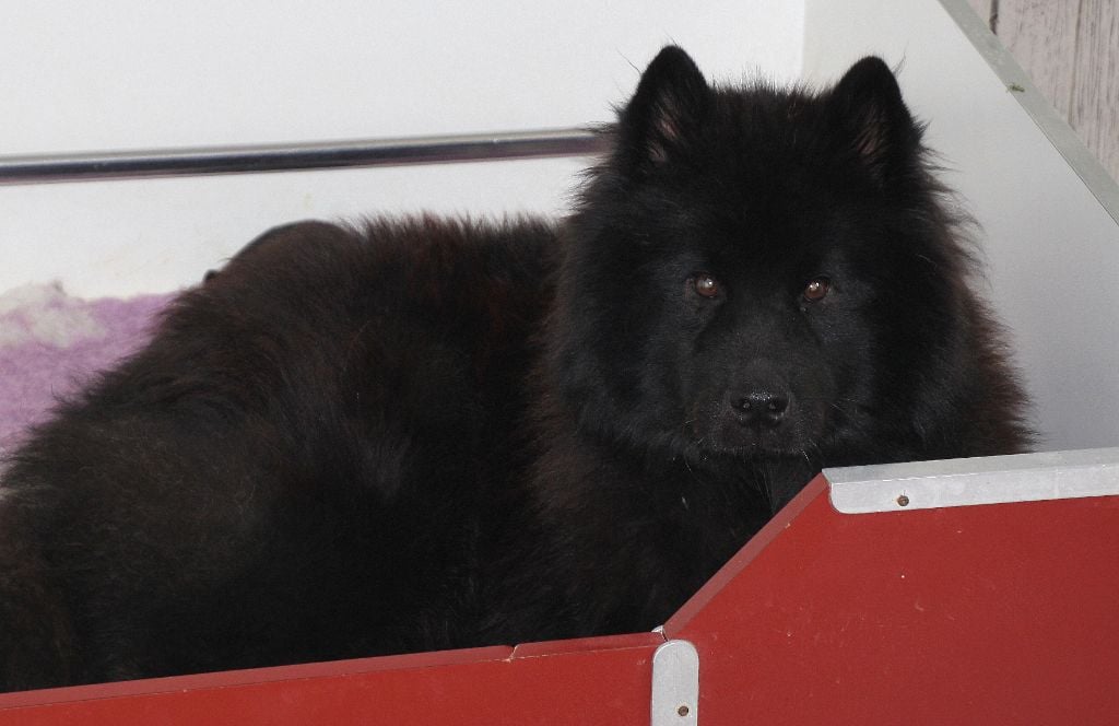 des Legendes de Retz - Eurasier - Portée née le 23/04/2018