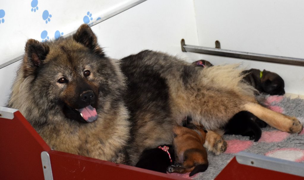des Legendes de Retz - Eurasier - Portée née le 05/06/2018