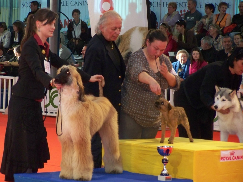Diam's des Legendes de Retz - BEST IN SHOW PUPPY