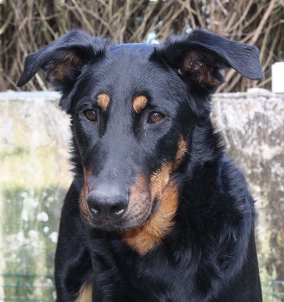 C' quelern Du perouet - RCACIB