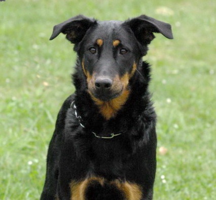 C' quelern Du perouet - Meilleur chien de la journée cotation 3
