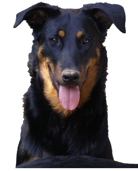 C' quelern Du perouet - 1er meilleur jeune