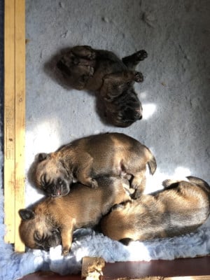 Les chiots de Border Terrier