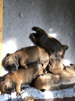 Les chiots de Border Terrier
