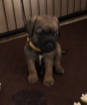 Les chiots de Border Terrier