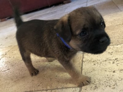 Les chiots de Border Terrier