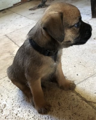 Les chiots de Border Terrier