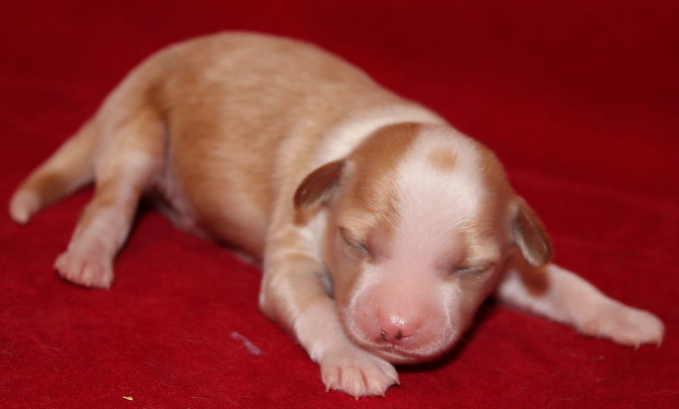 Bubble gum - Chien chinois à crête