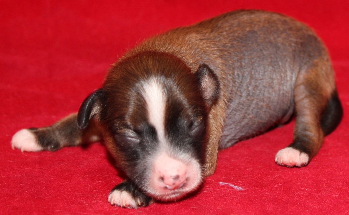 Brownie crunchy - Chien chinois à crête