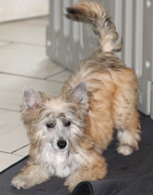 Les chiots de Chien chinois à crête