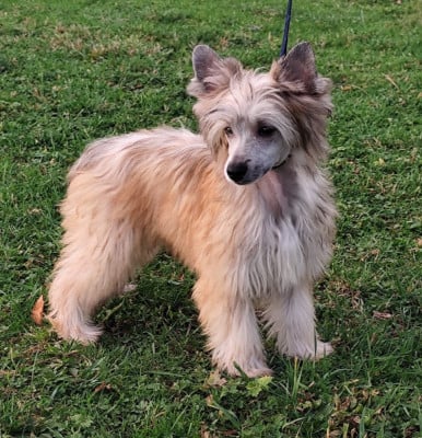 Les chiots de Chien chinois à crête