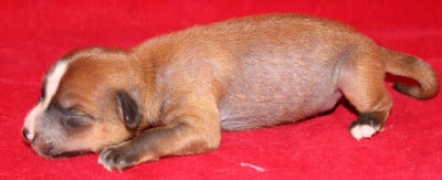 Les chiots de Chien chinois à crête