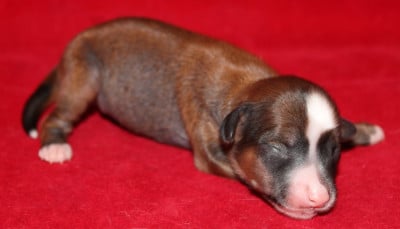 Les chiots de Chien chinois à crête