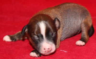 Les chiots de Chien chinois à crête