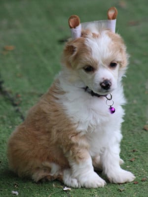 Les chiots de Chien chinois à crête