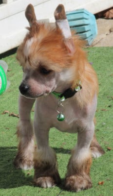 Les chiots de Chien chinois à crête