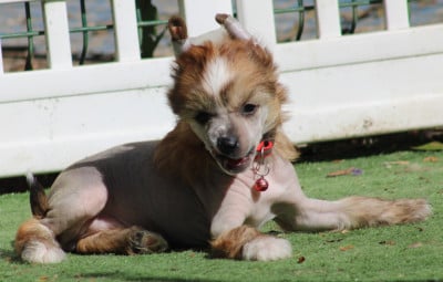 Les chiots de Chien chinois à crête