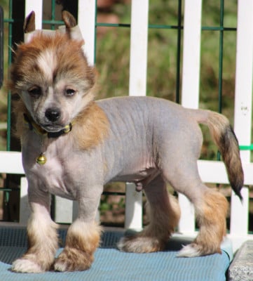 Les chiots de Chien chinois à crête