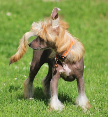 Les chiots de Chien chinois à crête