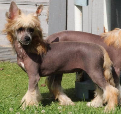 Les chiots de Chien chinois à crête