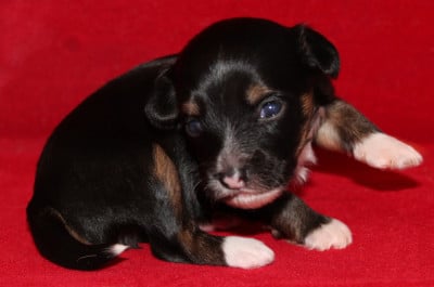 Les chiots de Chien chinois à crête