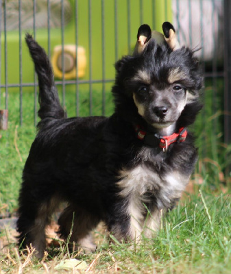 Les chiots de Chien chinois à crête