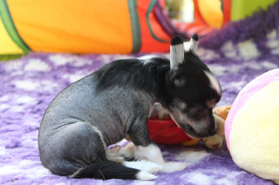 Les chiots de Chien chinois à crête