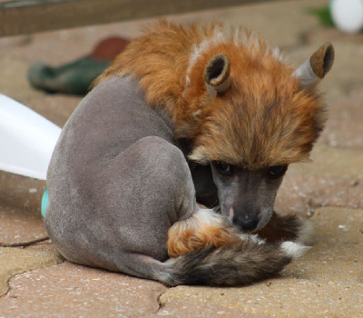 Les chiots de Chien chinois à crête