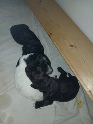 Les chiots de Barbet