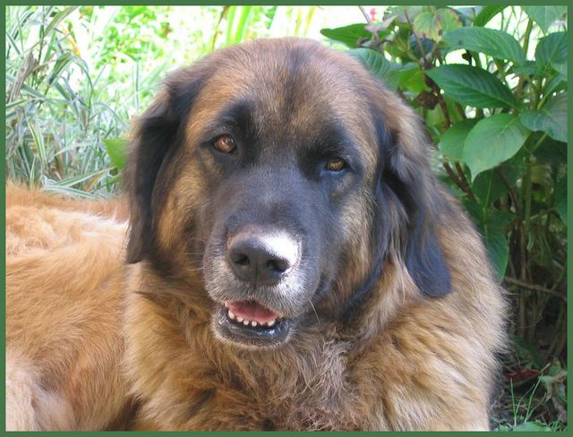 Reisha De la foret des amognes