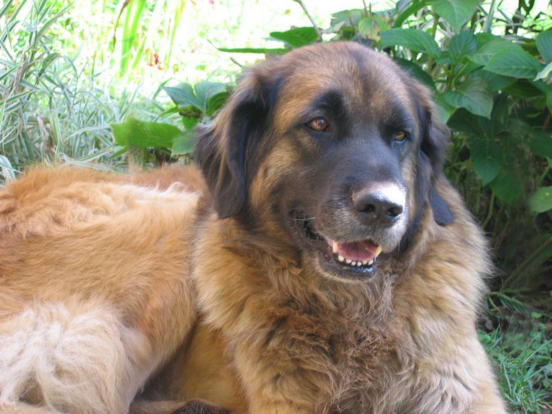 Reisha De la foret des amognes