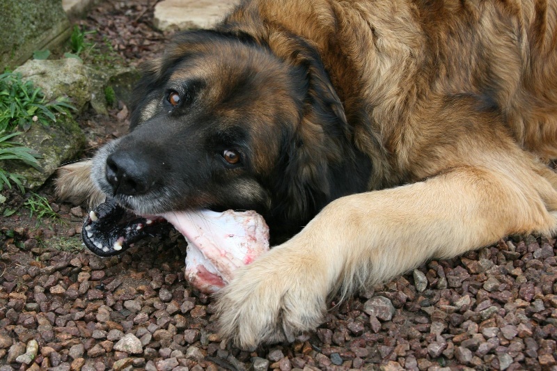 Reisha De la foret des amognes