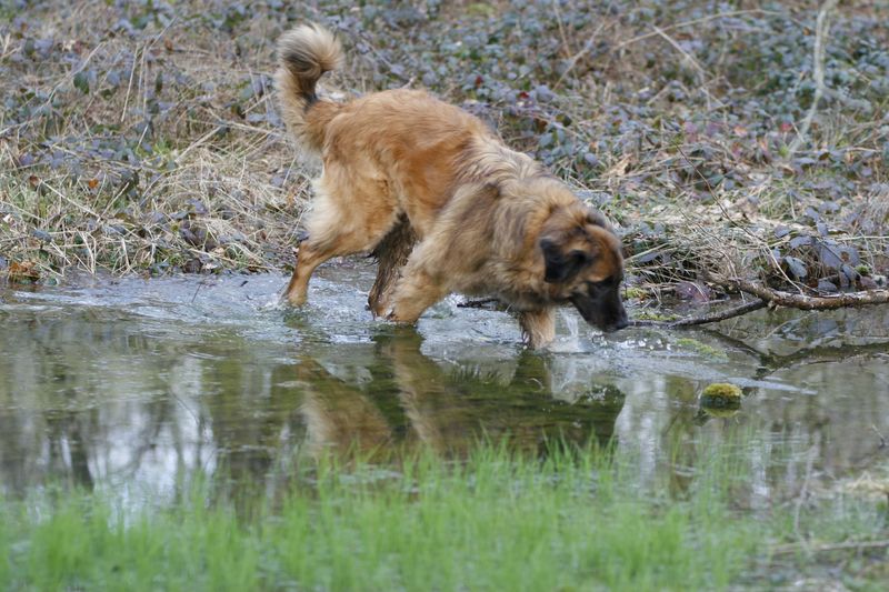 Reisha De la foret des amognes