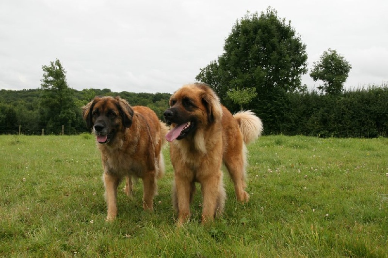 Reisha De la foret des amognes