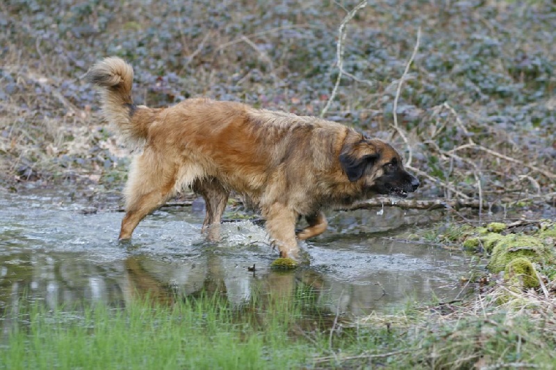 Reisha De la foret des amognes