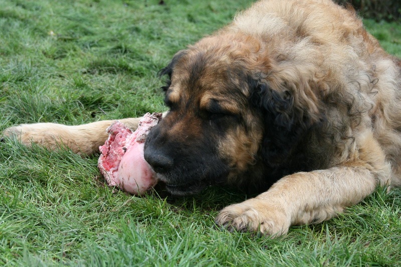 Osiris du vieil if de thomsphan Du vieil if de thomspan