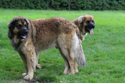 Osiris du vieil if de thomsphan Du vieil if de thomspan